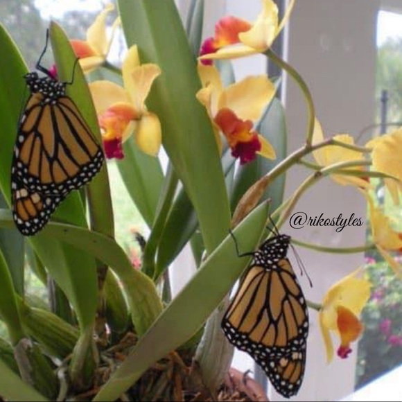 🦋 Meet your Posher, Erica P. - Picture 3 of 4